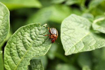 Colorado potato beetle on green plant outdoors, closeup