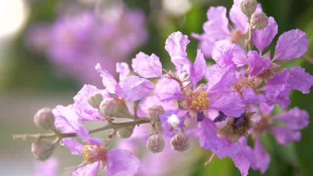 Lagerstroemia speciosa or Lagerstroemia macrocarpa Flowers swaying in the wind.