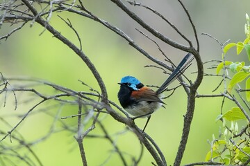 Breeding male Red-winged Fairywren (Malurus elegans) with his pale blue helmet, black throat and breast, small pale blue patch on back, and rich chestnut shoulder patch.