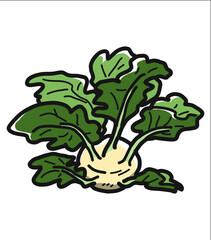 コールラビのイラスト。白背景にベクターデータ。