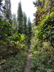 path in the forest