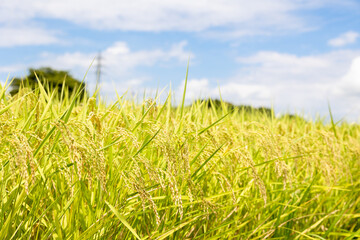 日本の収穫前の米の畑と夏の青空、稲穂