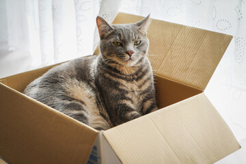 Fototapeta na wymiar 箱の中でくつろぐ猫、箱入り娘、箱入り息子