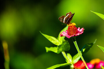 mariposa, insecto, flor, naturaleza, verano, animal, macro, huerta, beldad, alas, alas, flor, fábrica, hermoso, bragueta, primavera, variopinto, anaranjada, hojas, fauna, color, insecto, rosa, vida, f