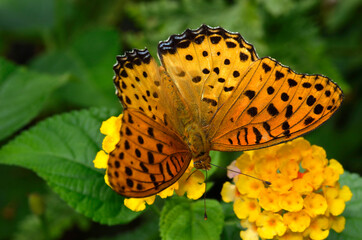 Obraz premium ツマグロヒョウモン 花の蜜を吸うチョウ オス