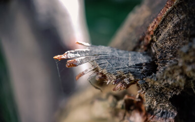 Closeup of a tree