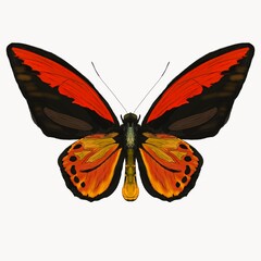 drawing butterfly isolated on white
