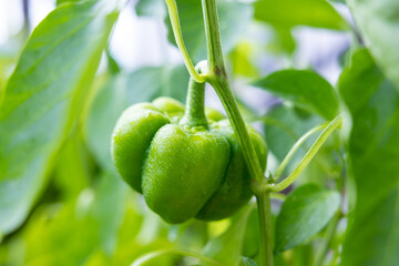 成長途中のパプリカ　家庭菜園