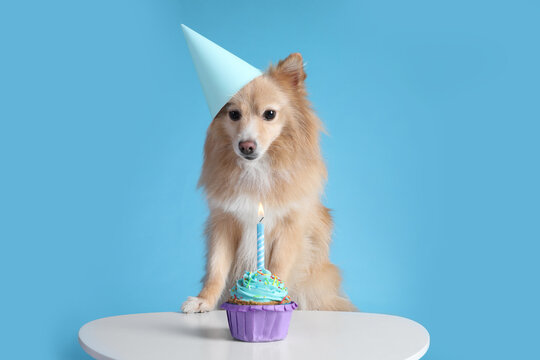 Cute dog wearing party hat at table with delicious birthday cupcake on light blue background
