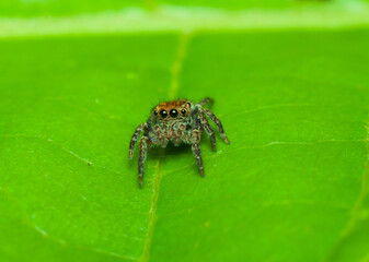 Macro photography is extreme closeup of tiny subjects like insects and other living organisms. With 1:1 magnifications, it opens up a world of discovery for fellow enthusiasts