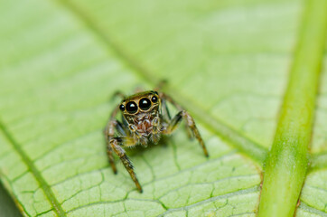 Macro photography is extreme closeup of tiny subjects like insects and other living organisms. With 1:1 magnifications, it opens up a world of discovery for fellow enthusiasts