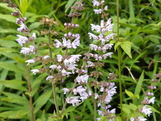 あきのたむらそう
