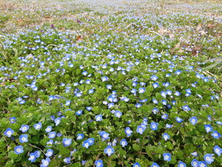 オオイヌノフグリ