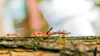 red ants attack their prey and bring them to their nest