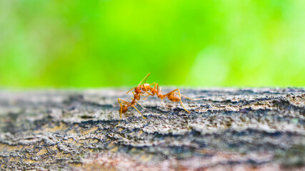 two red ant are kissing on a leaf