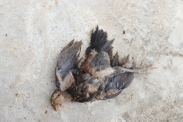 The remains of a long dead bird putrid smell And it's garbage with ants walking around. poultry can no longer fly.