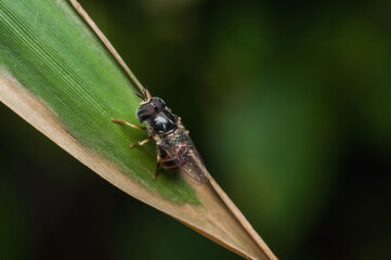 Tiny and small hoverfly resting on grass blade and twig. Miniature Hoverfly. Best time to photograph them is late evening or early morning hours.