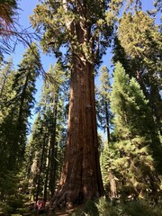redwood tree