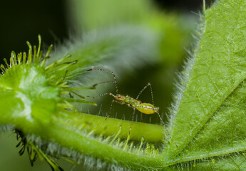 Tiny and small adult and nymph assassin bug. Miniature Assassin Bug. Waiting motionless for prey...