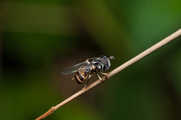 Tiny and small hoverfly resting on grass blade and twig. Miniature Hoverfly. Best time to photograph them is late evening or early morning hours. - Powered by Adobe
