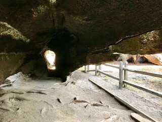 Walk through fallen tree
