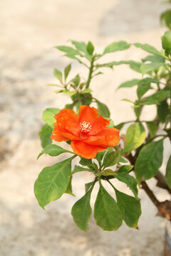 Pereskia bleo blooming, rose cactus in the Cactaceae family. leafy cactus or candle rose flower or leaf cactus or leaf cactus or Mom golap.