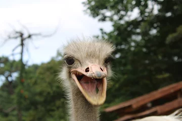 Zelfklevend Fotobehang Ostrich close up with open mouth © Chiara Sakuwa
