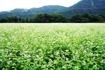 Fototapeta na wymiar 白い花が咲いたソバ畑と山