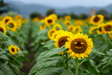 들판에 허드러지게 피어 있는 예쁜 해바라기
Pretty sunflowers in bloom in the field
