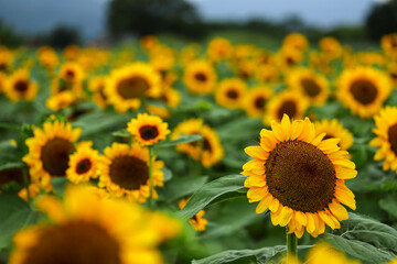 들판에 허드러지게 피어 있는 예쁜 해바라기
Pretty sunflowers in bloom in the field
