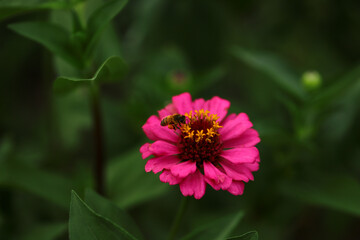 자주빛 백일홍과 꿀벌
purple crimson and honey bee
