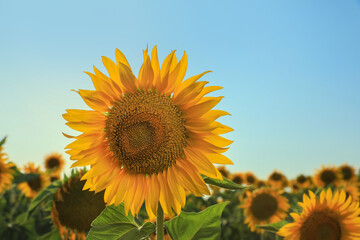 Sunflower growing in field outdoors, space for text