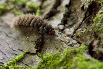 Wooly caterpillar on tree bark in the forest outside Sopot, Bulgaria