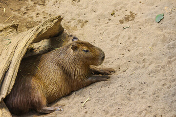 Cute capybara at the zoo, Biodome, Montreal, Quebec
