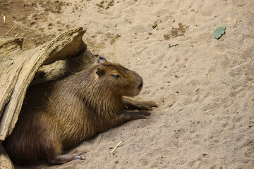 Cute capybara at the zoo, Biodome, Montreal, Quebec