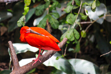 Red ibis bird at the zoo, Biodome, Montreal, Quebec