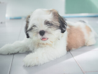Cute Shih Tzu puppy looking up at camera. Dog waiting for owner to play or eat food concept.