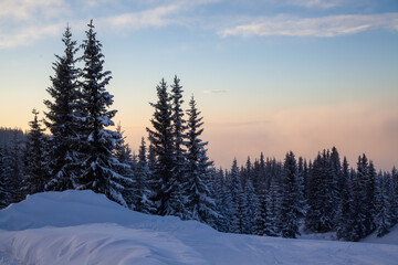 Naklejka premium Frozen coniferous forest with fir trees snow covered in the ski resort at sunset