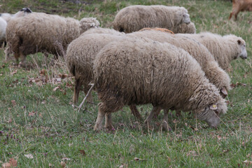 Obraz premium flock of sheep on a green summer field