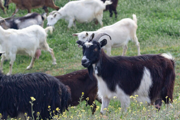 goat in a goat herd on a green meadow