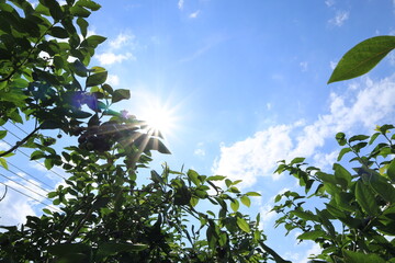 ブルーベリーと青空