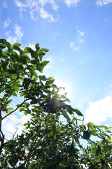 ブルーベリーと青空