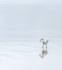 seagull on the beach
