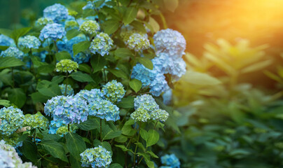 hortensja ogrodowa, niebieska - obrazy, fototapety, plakaty