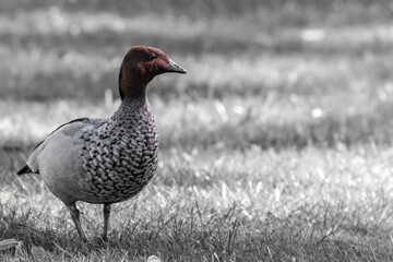 An Australian field duck in the grass