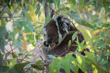 A Koala hiding in a Eucalyptus Tree