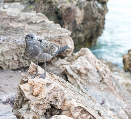 A Skua (Stercorariidae) perched on rocks at Penguin Point - Yorke Peninsula, South Australia
