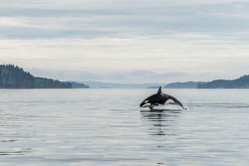 Jumping Transient Orca, hunting porpoises, Johnstone Strait, North Vancouver Island, Canada