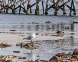 Single seagull perched on a rock beside an old wooden jetty, on the Yorke Peninsula, South Australia