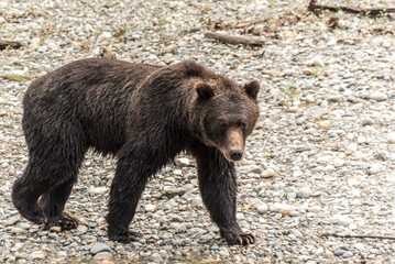 Grizzly Bear near Orford Bay in British Columbia, Canada